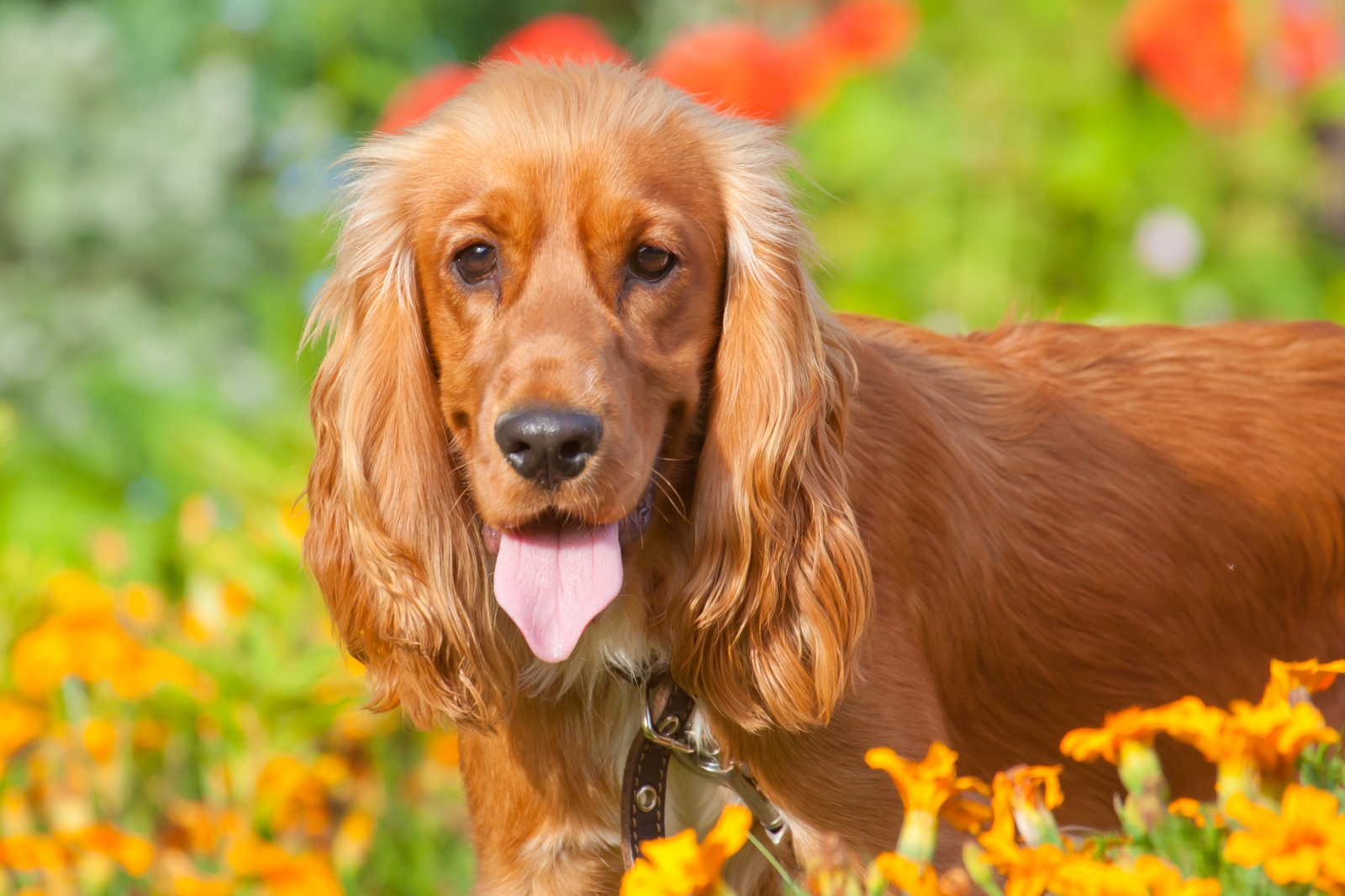 Cockerspaniel Wallpapers