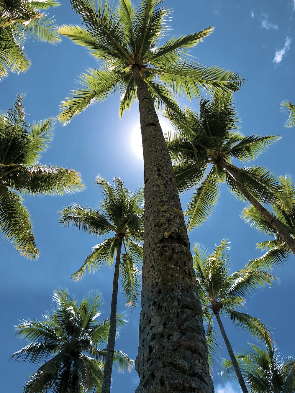 Coconut Tree Wallpapers