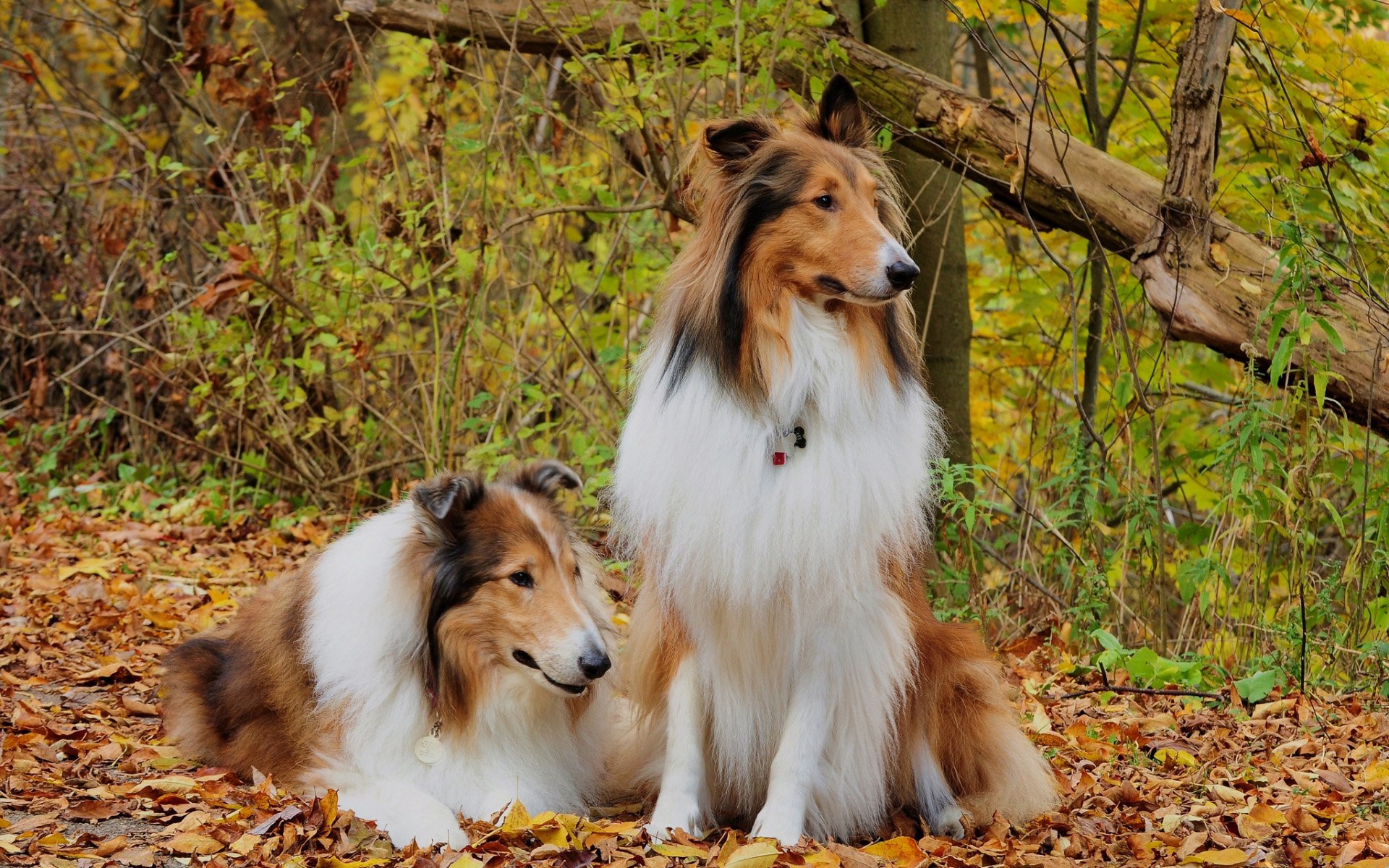 Collie Wallpapers