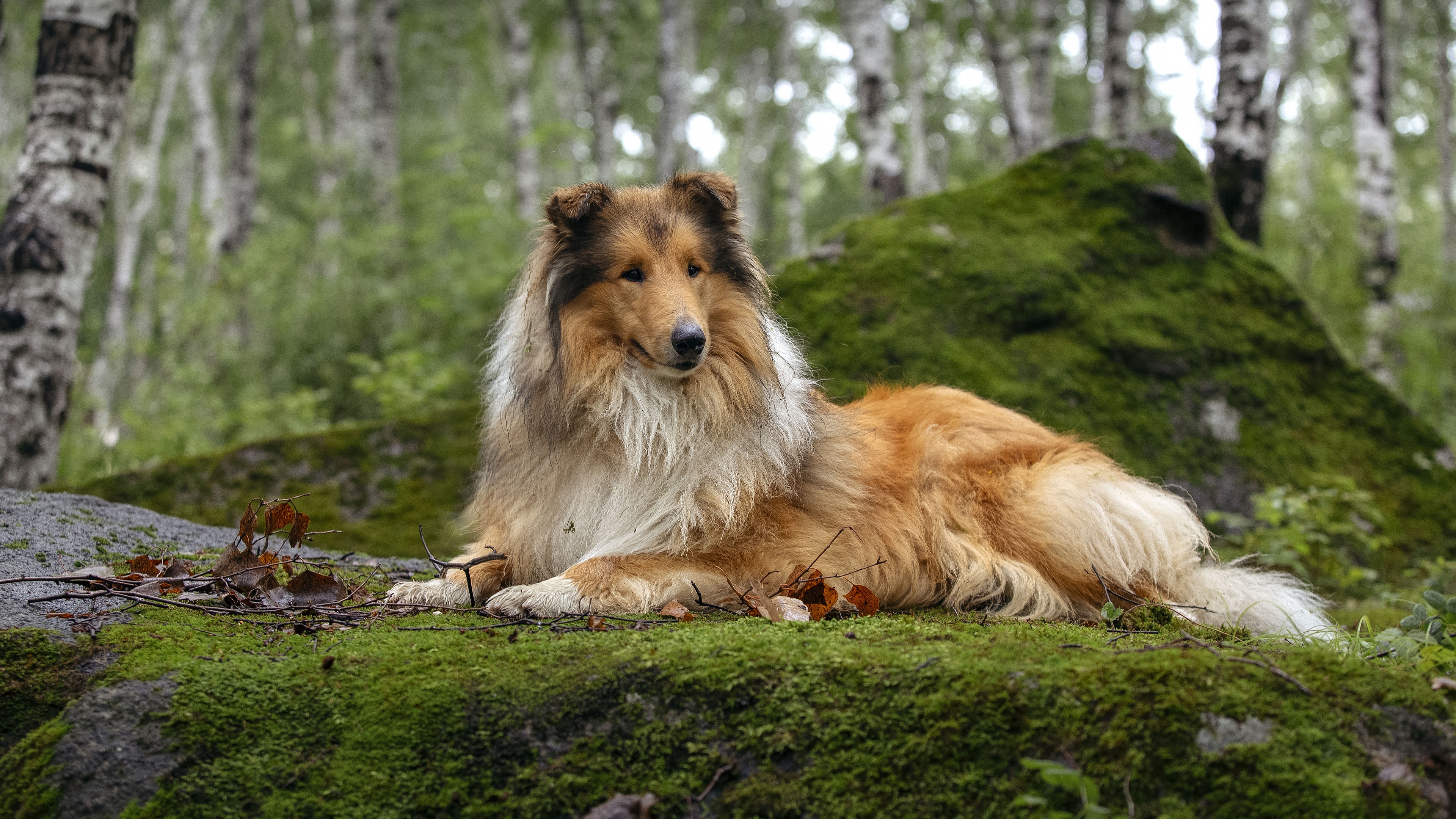 Collie Wallpapers