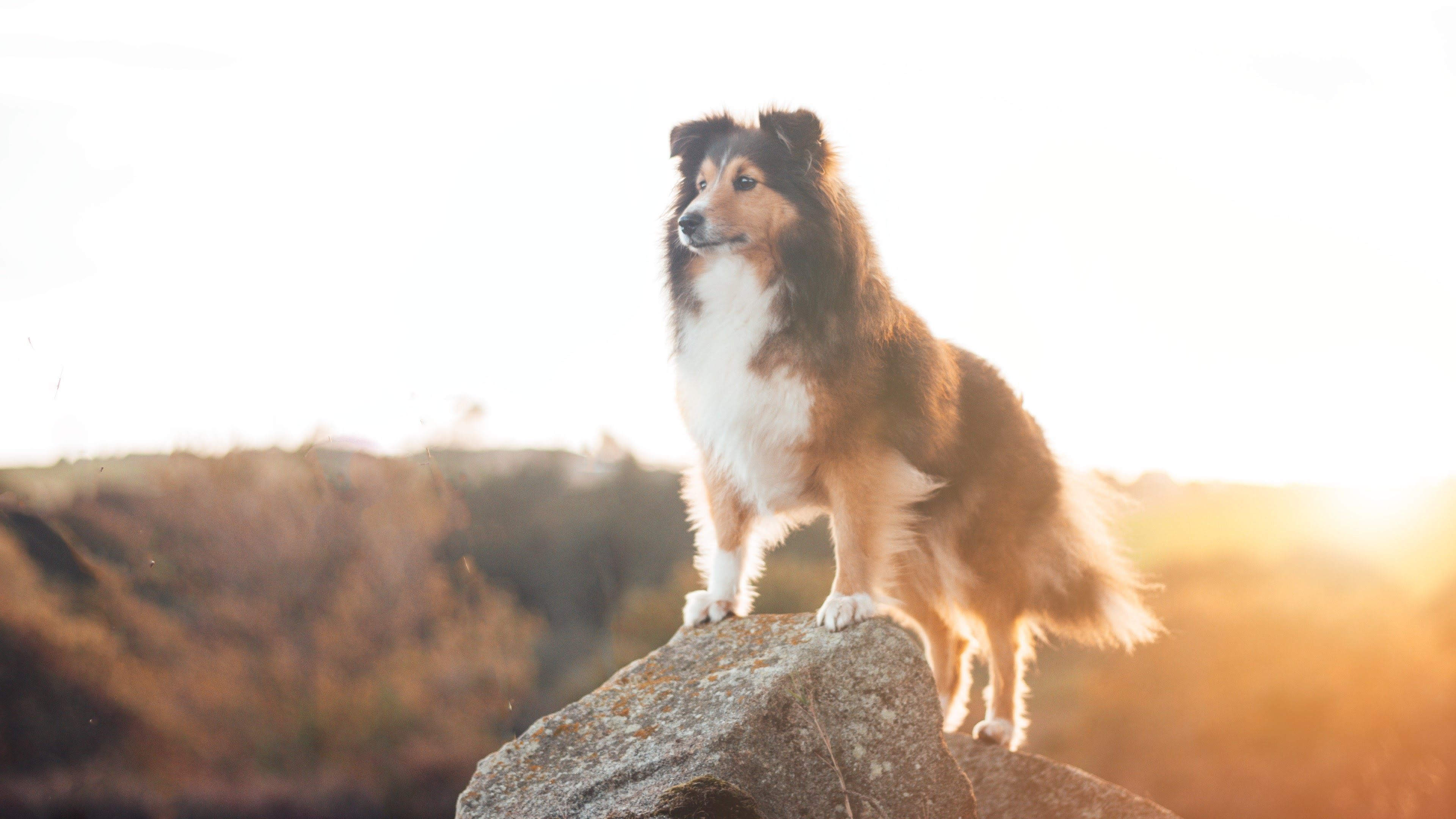 Collie Wallpapers