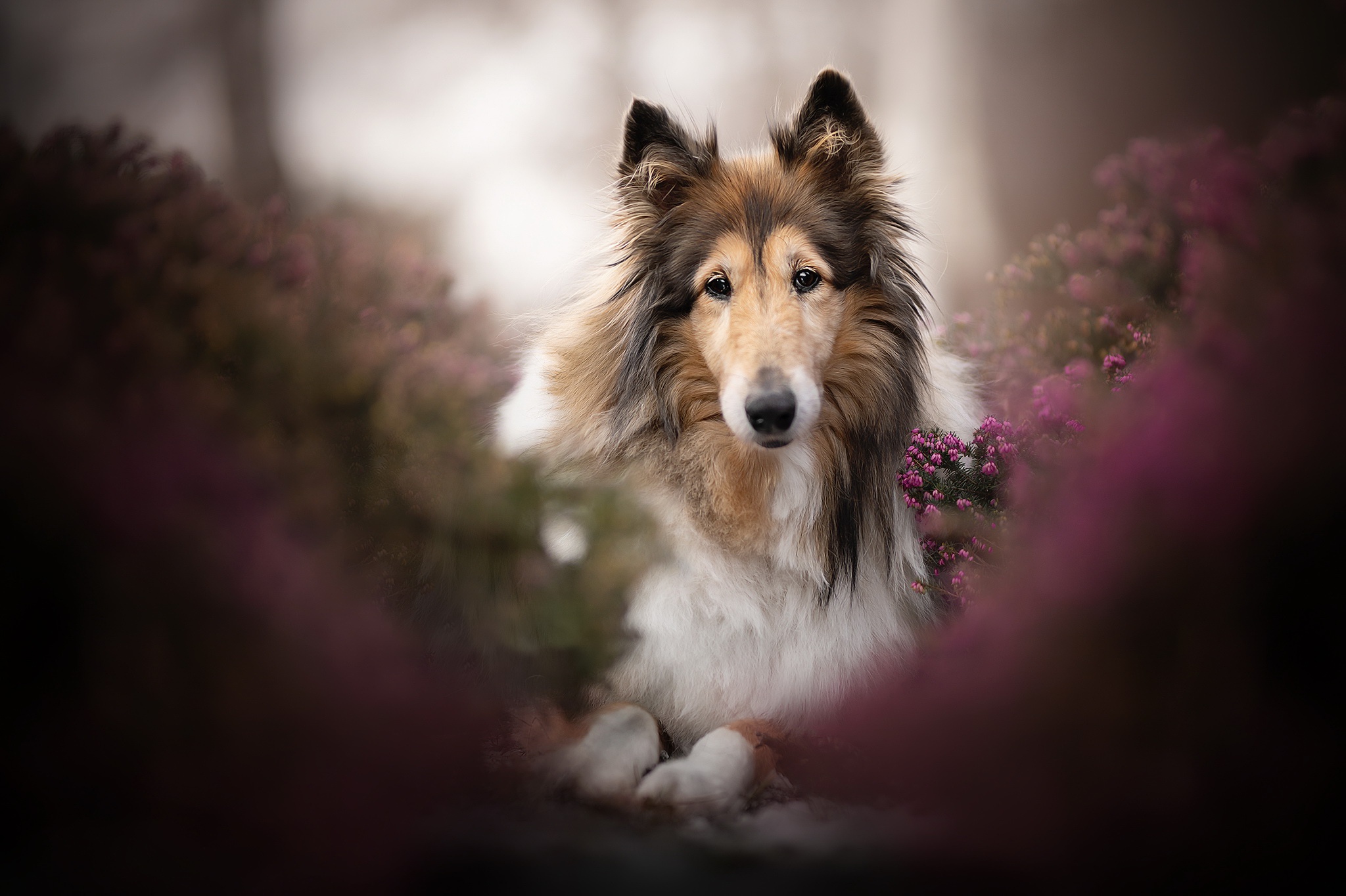 Collie Wallpapers