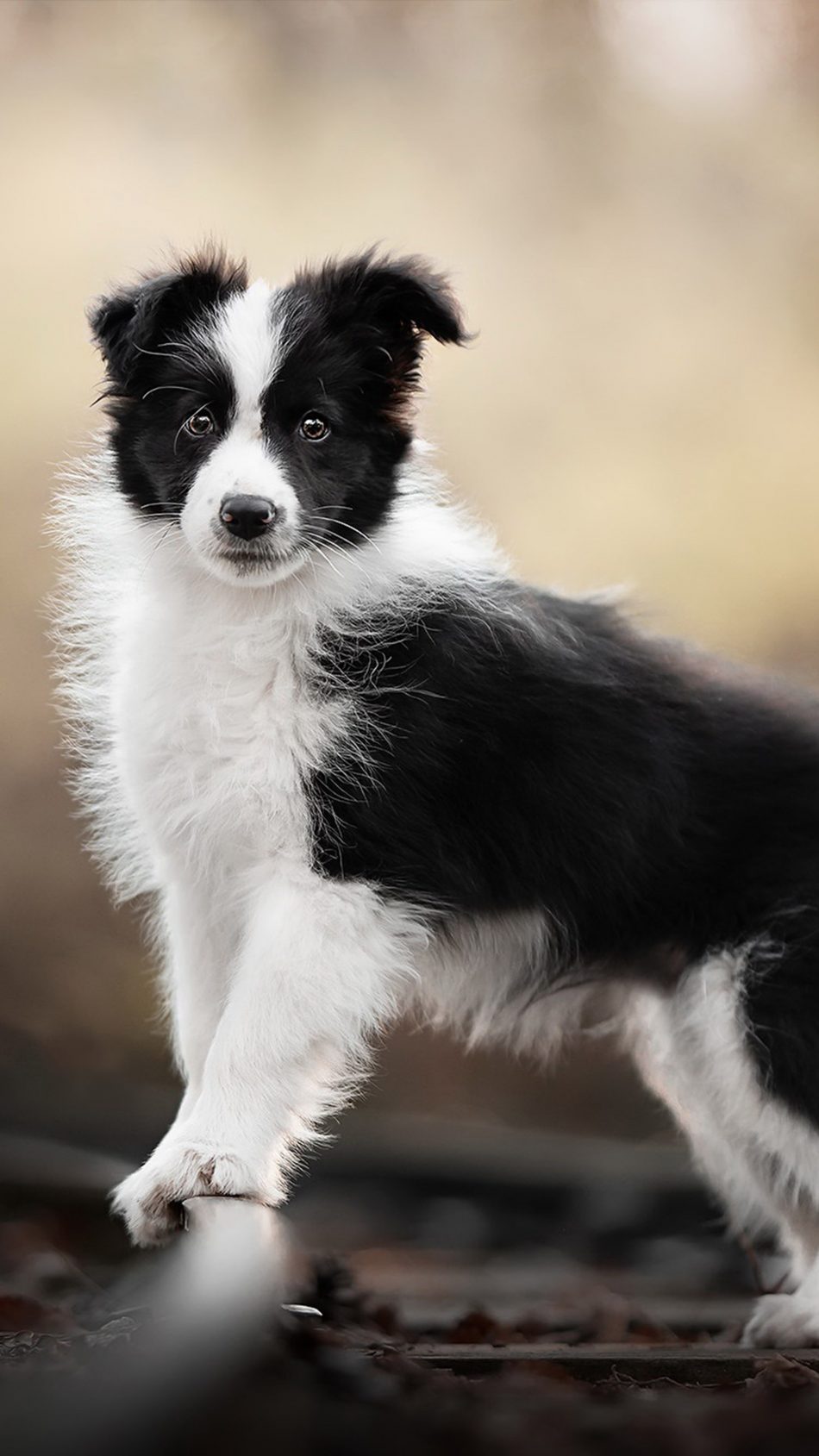 Collie Wallpapers