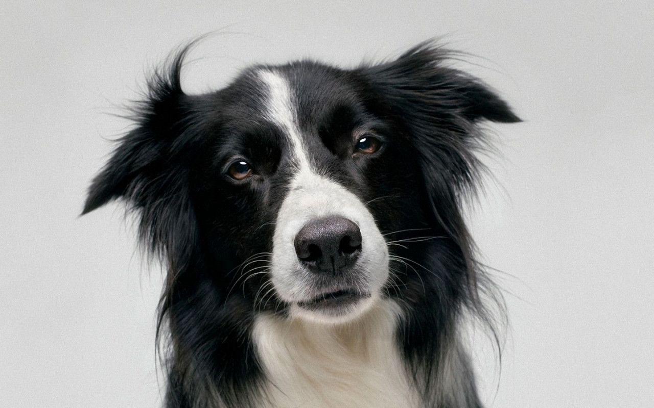 Collie Wallpapers