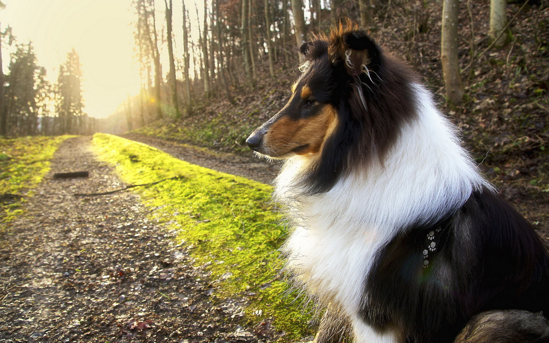 Collie Wallpapers