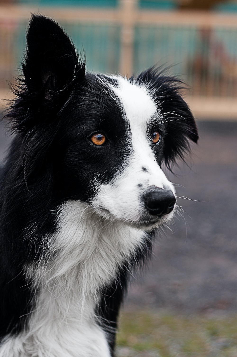 Collie Wallpapers