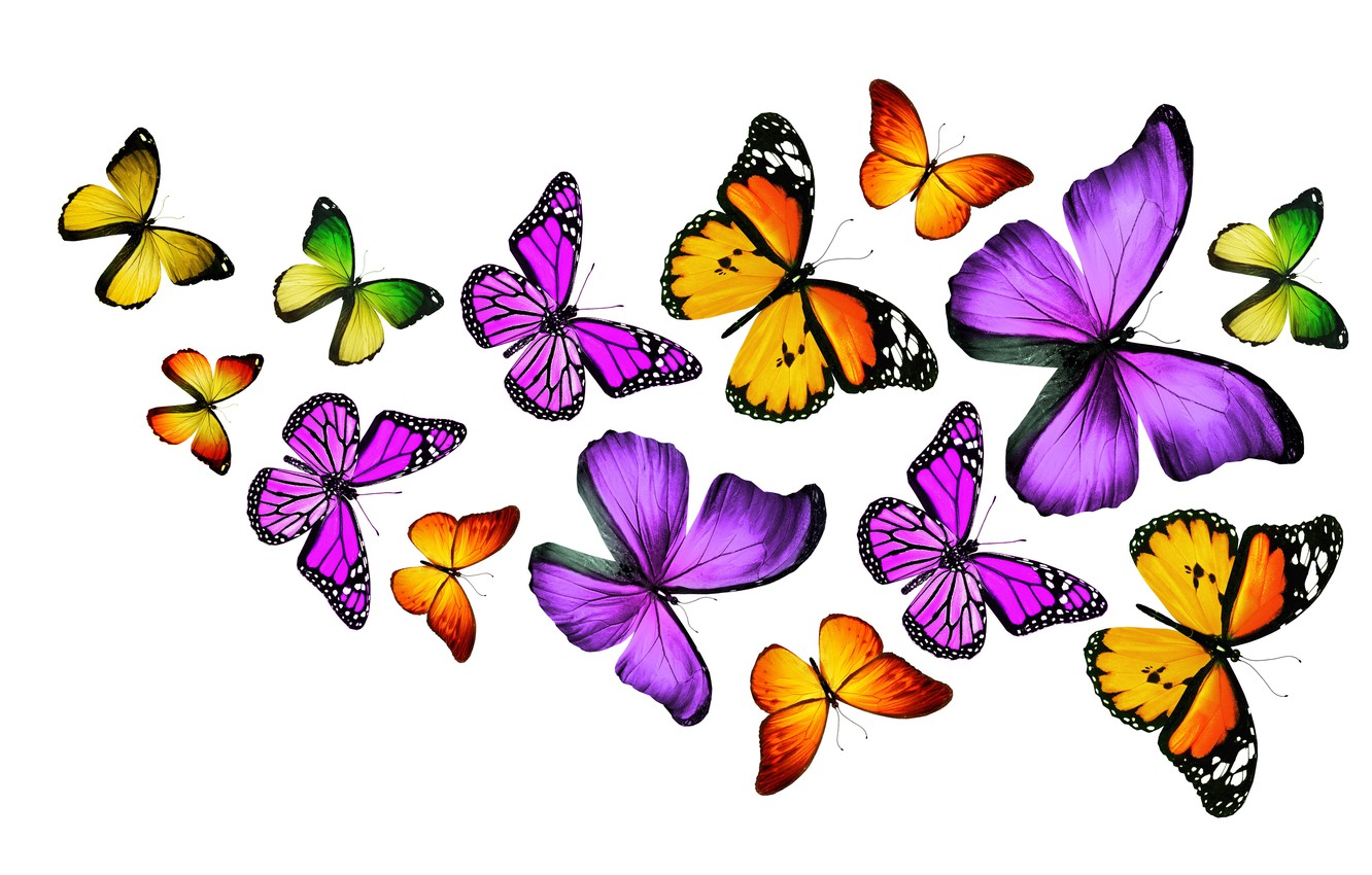 Colorful Butterflies Wallpapers