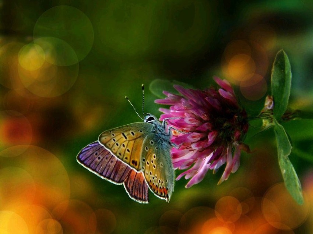 Colorful Butterflies Wallpapers