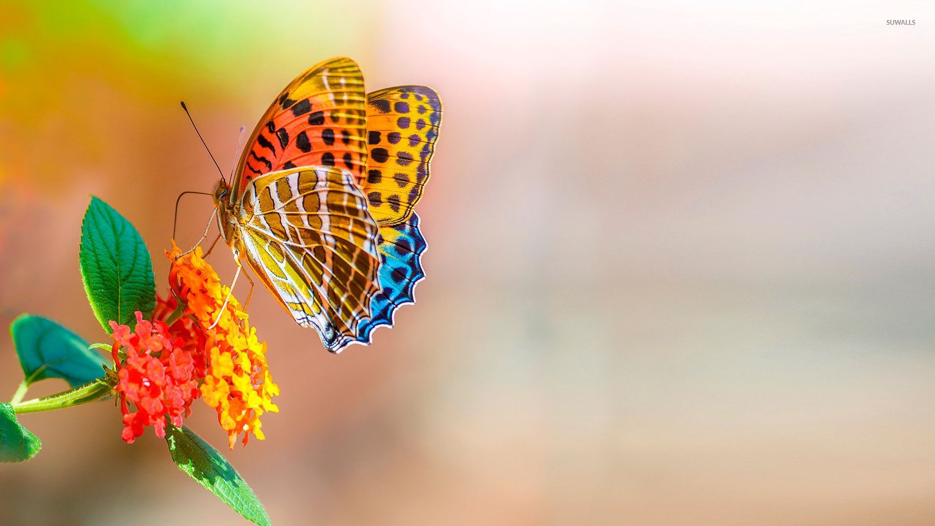 Colorful Butterflies Wallpapers