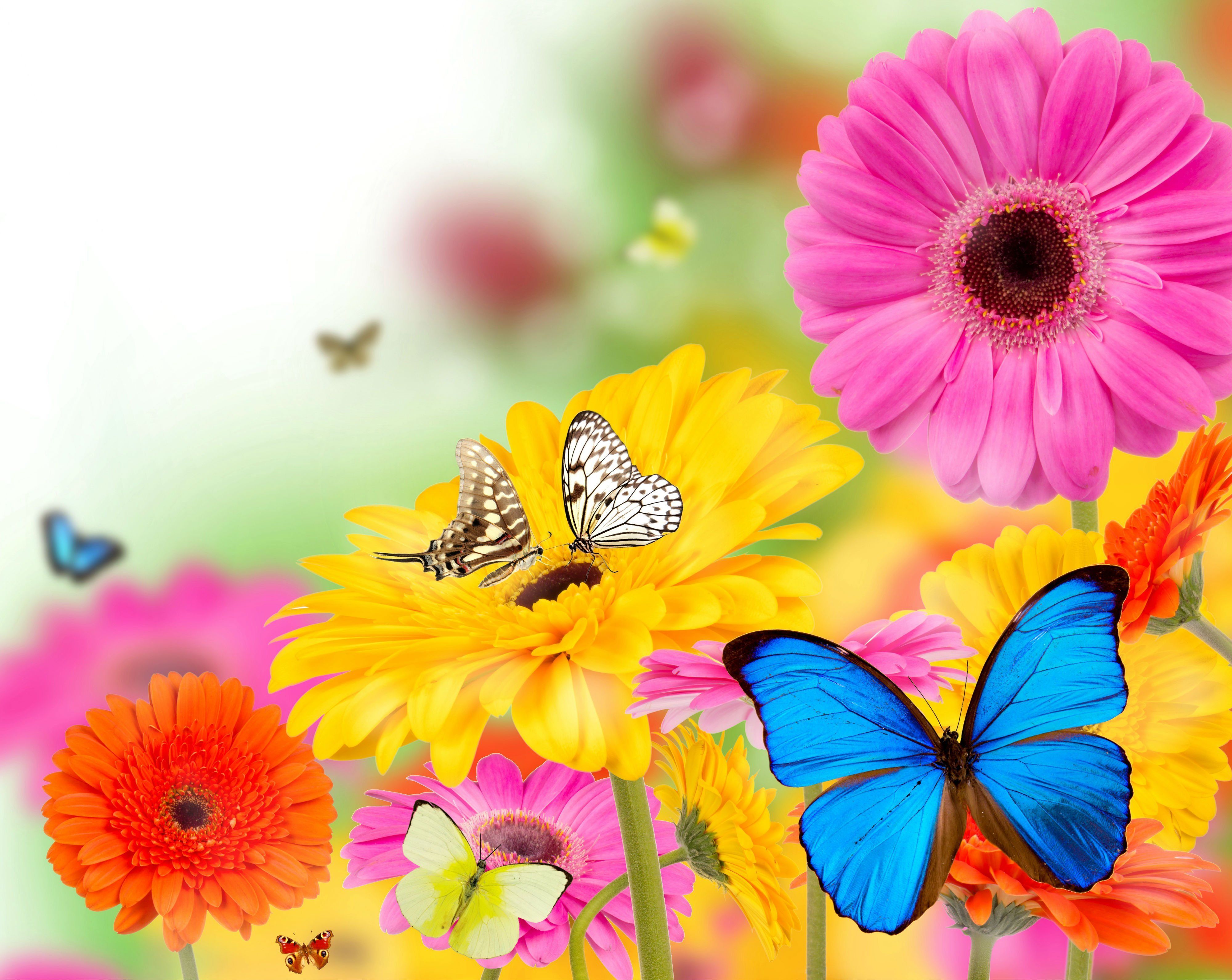 Colorful Butterflies Wallpapers