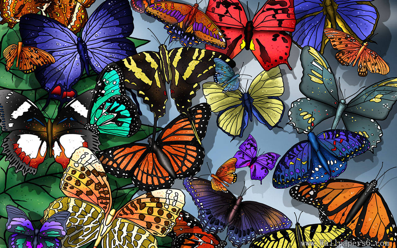 Colorful Butterflies Wallpapers