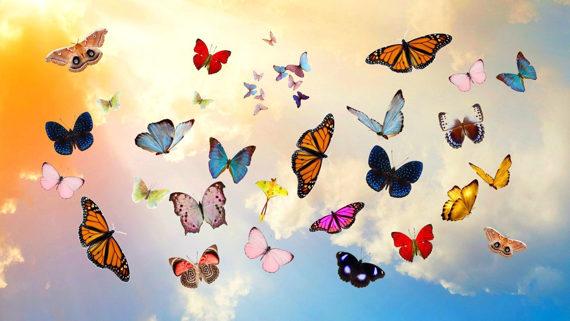 Colorful Butterflies Wallpapers