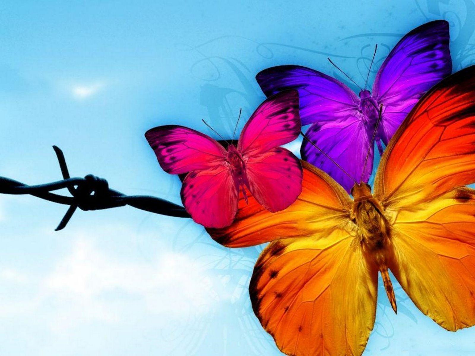 Colorful Butterflies Wallpapers