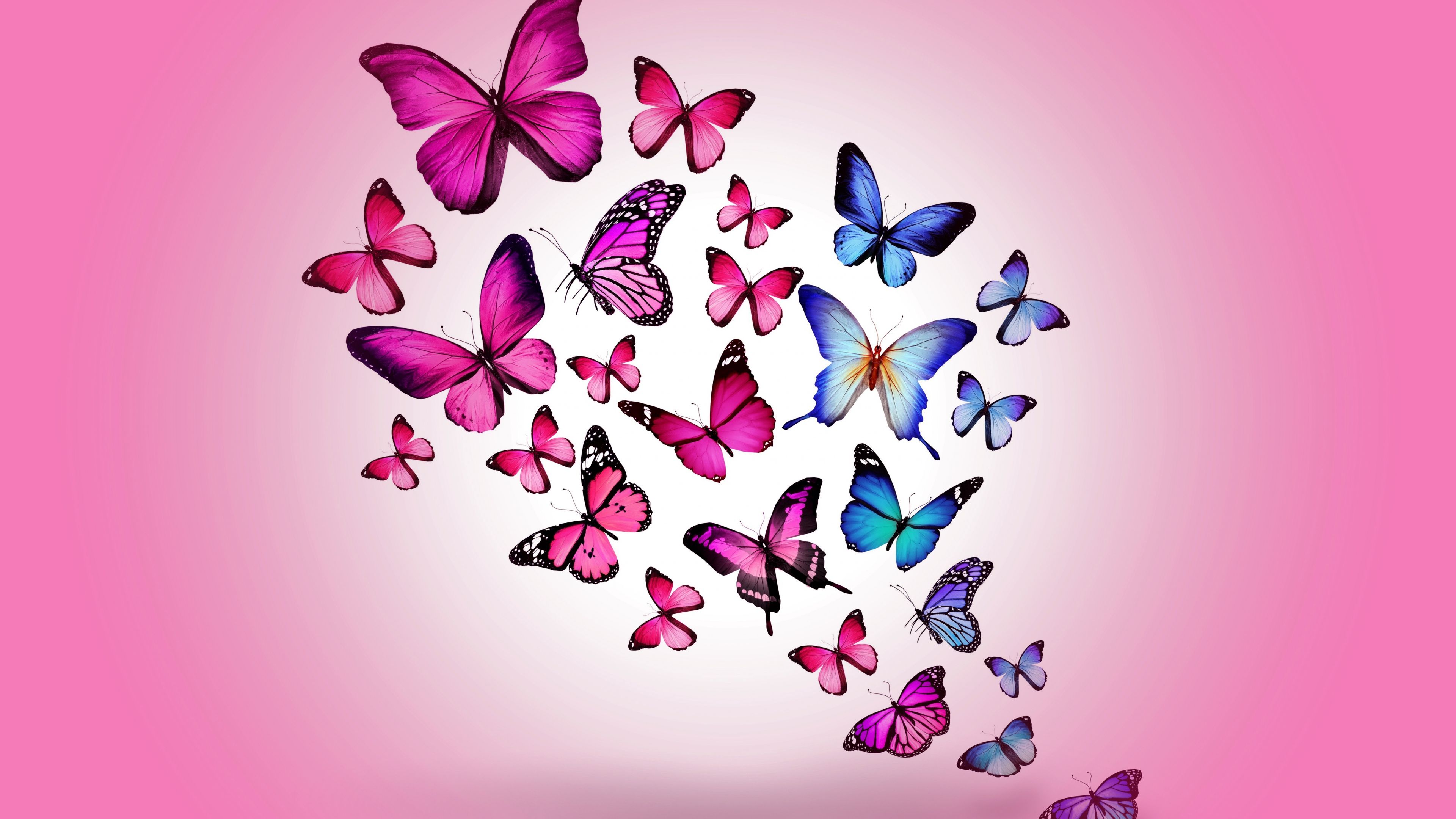 Colorful Butterflies Wallpapers