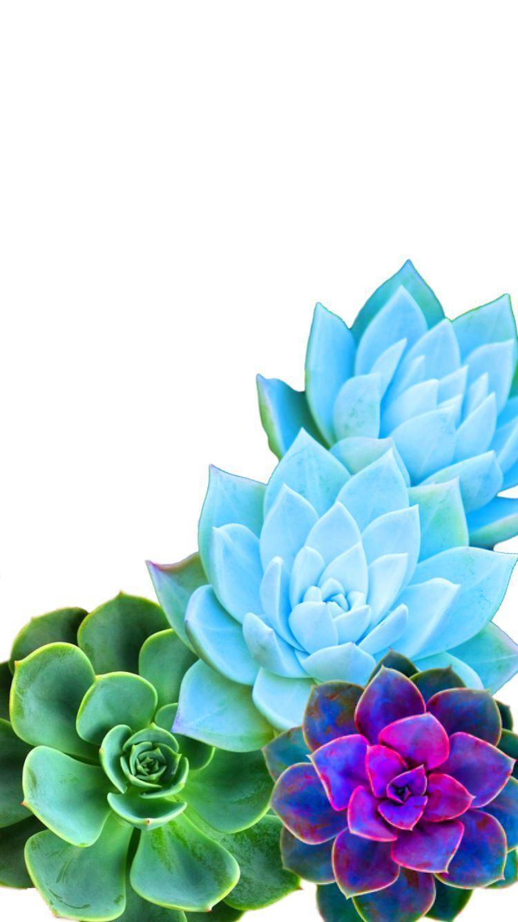 Colorful Succulent Wallpapers