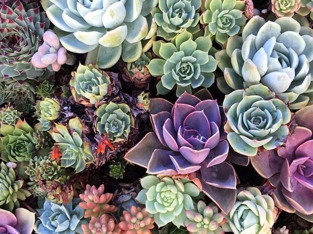 Colorful Succulent Wallpapers