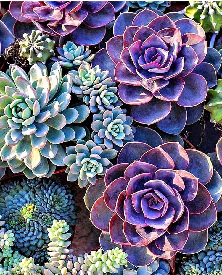 Colorful Succulent Wallpapers