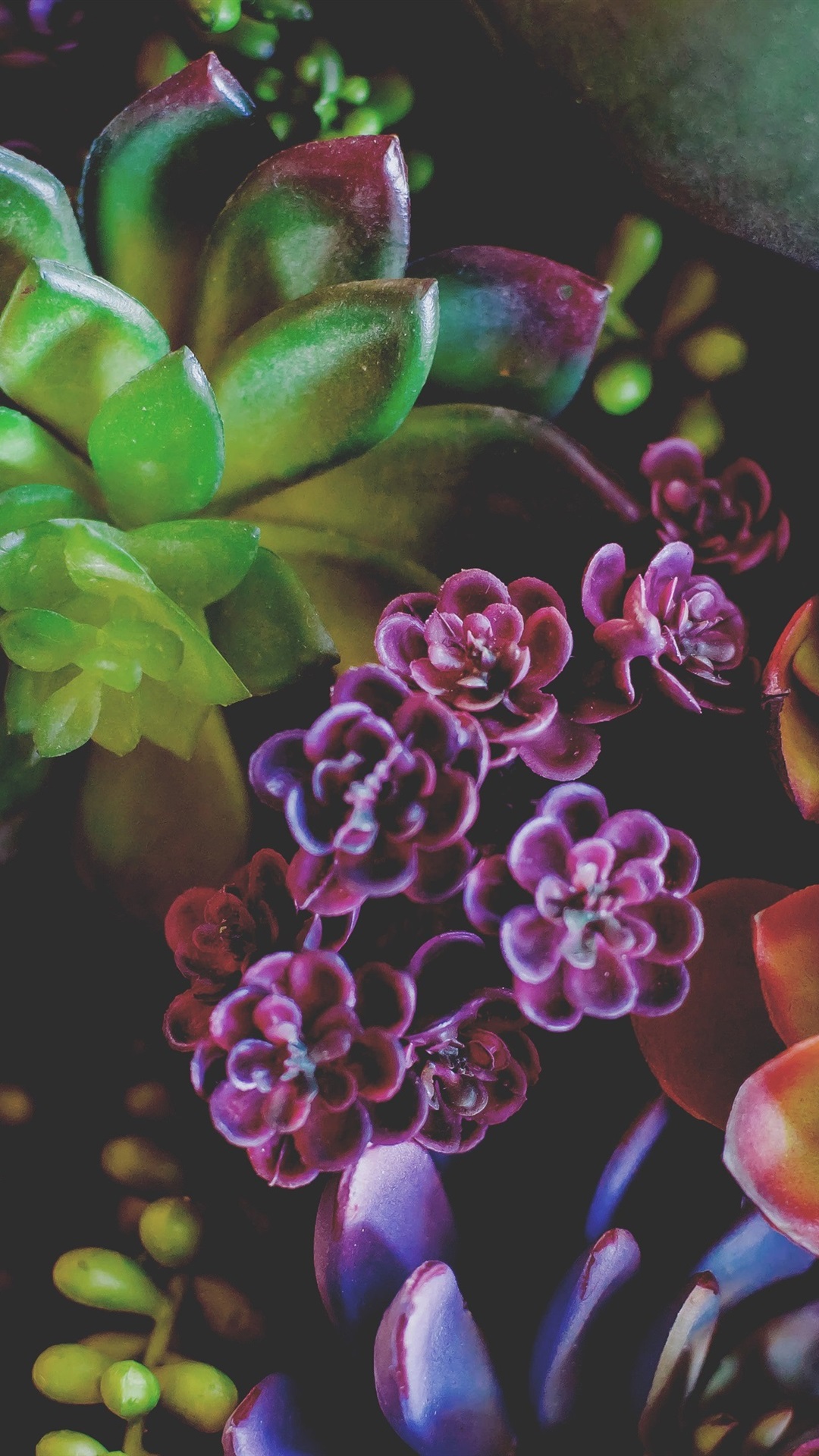 Colorful Succulent Wallpapers