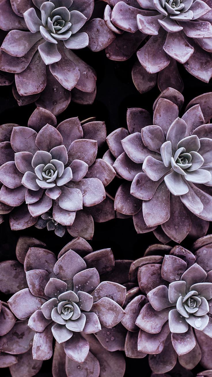 Colorful Succulent Wallpapers