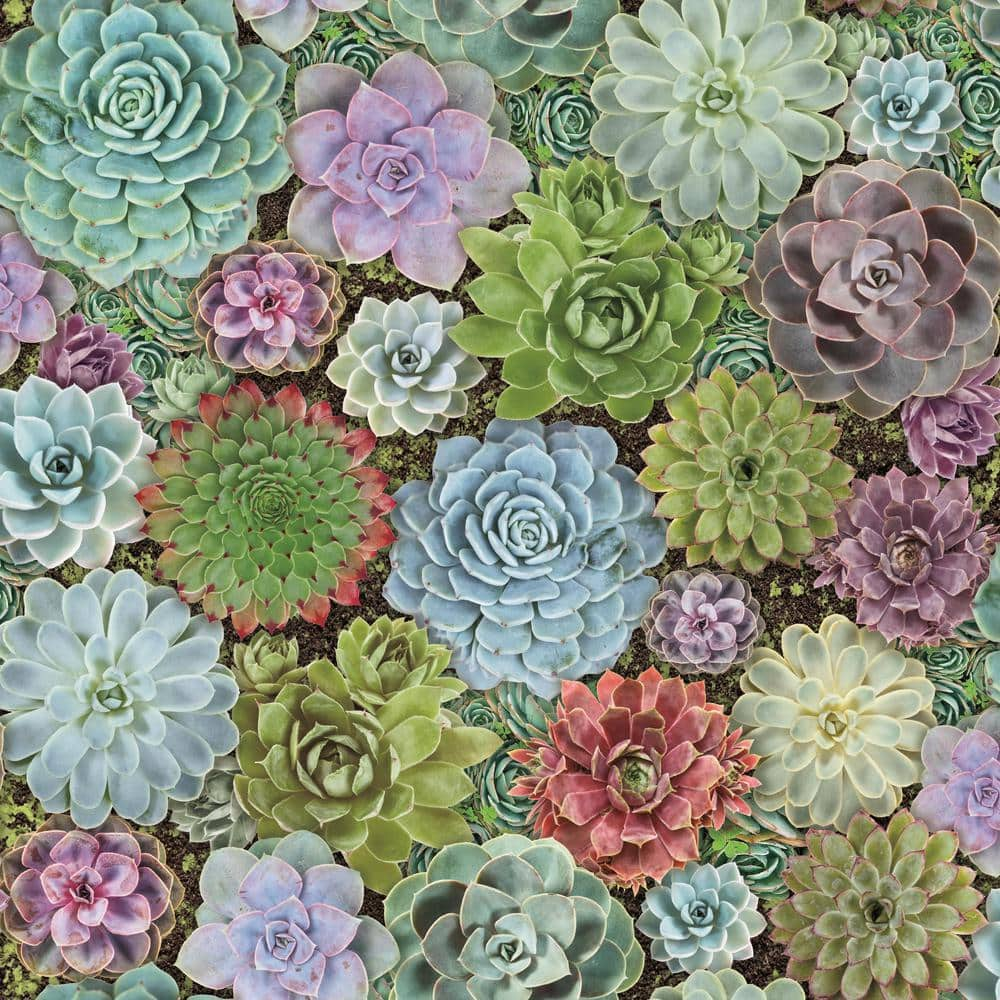 Colorful Succulent Wallpapers