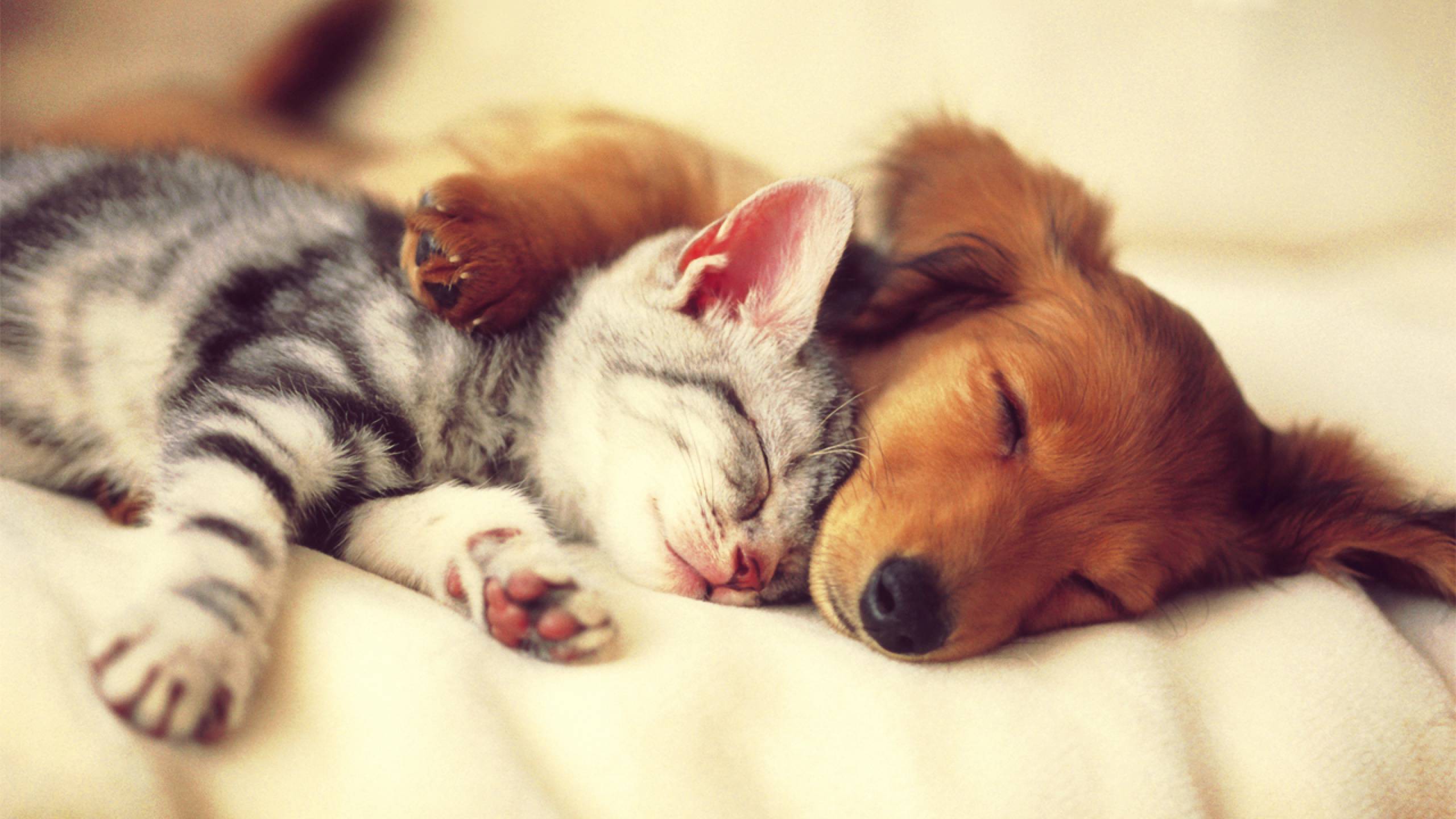 Comfort Animal Hug Wallpapers