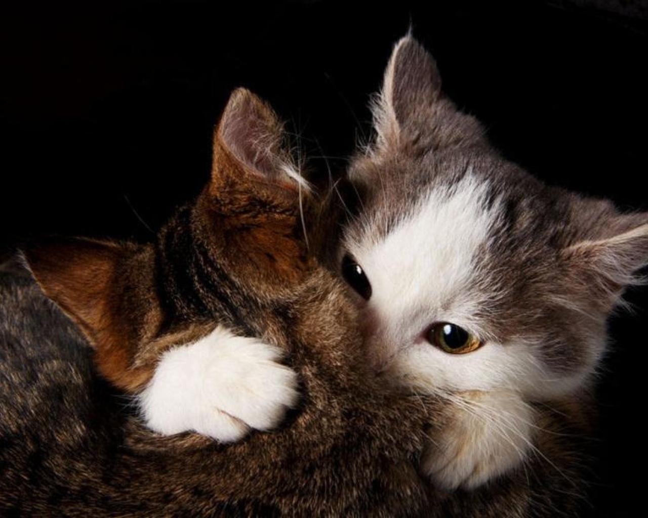 Comfort Animal Hug Wallpapers