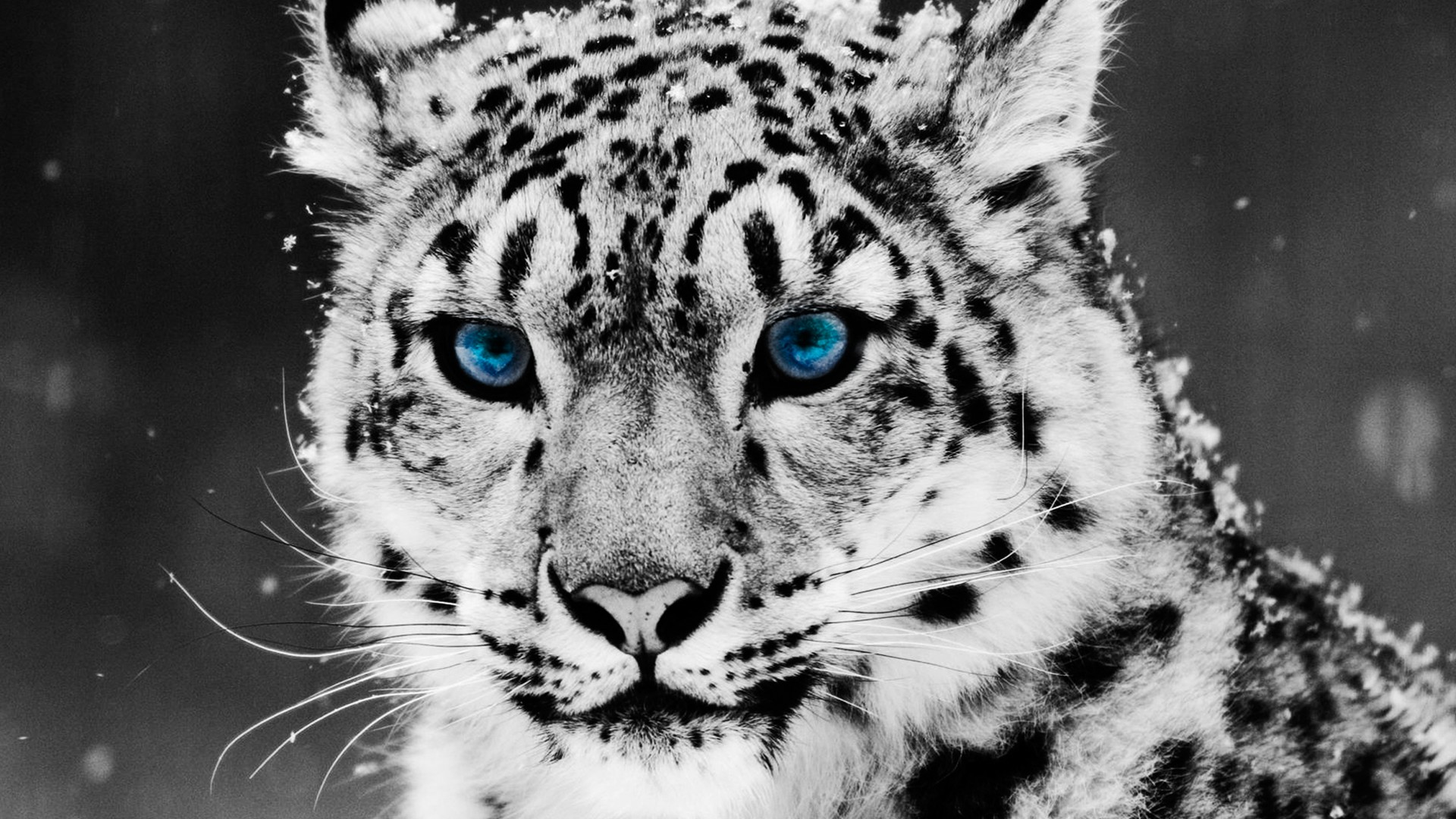 Cool Animal Wallpapers