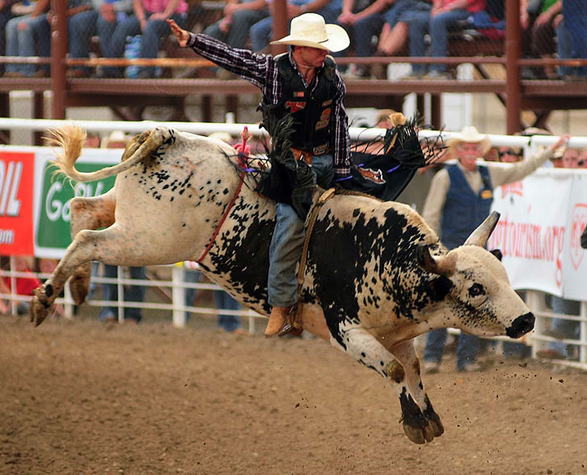 Cool Bull Riding Wallpapers