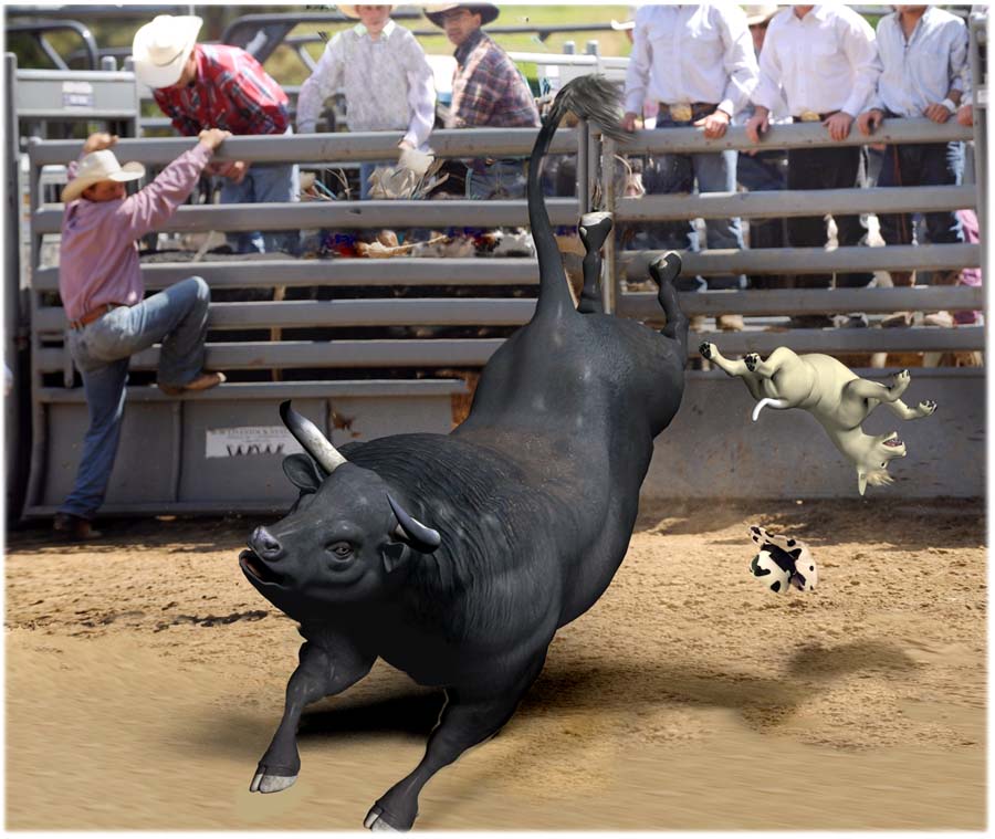 Cool Bull Riding Wallpapers