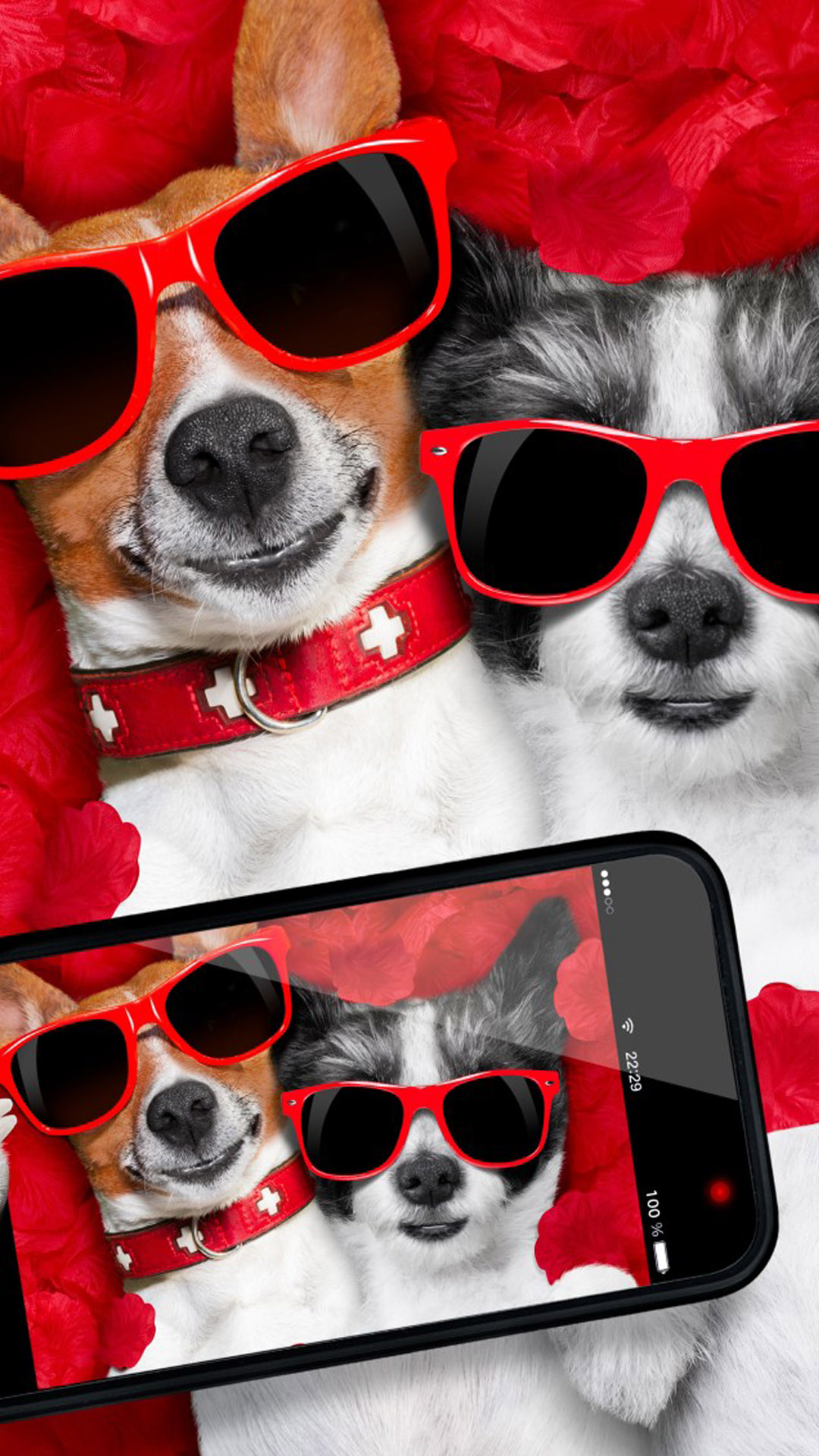 Cool Dogs Wallpapers