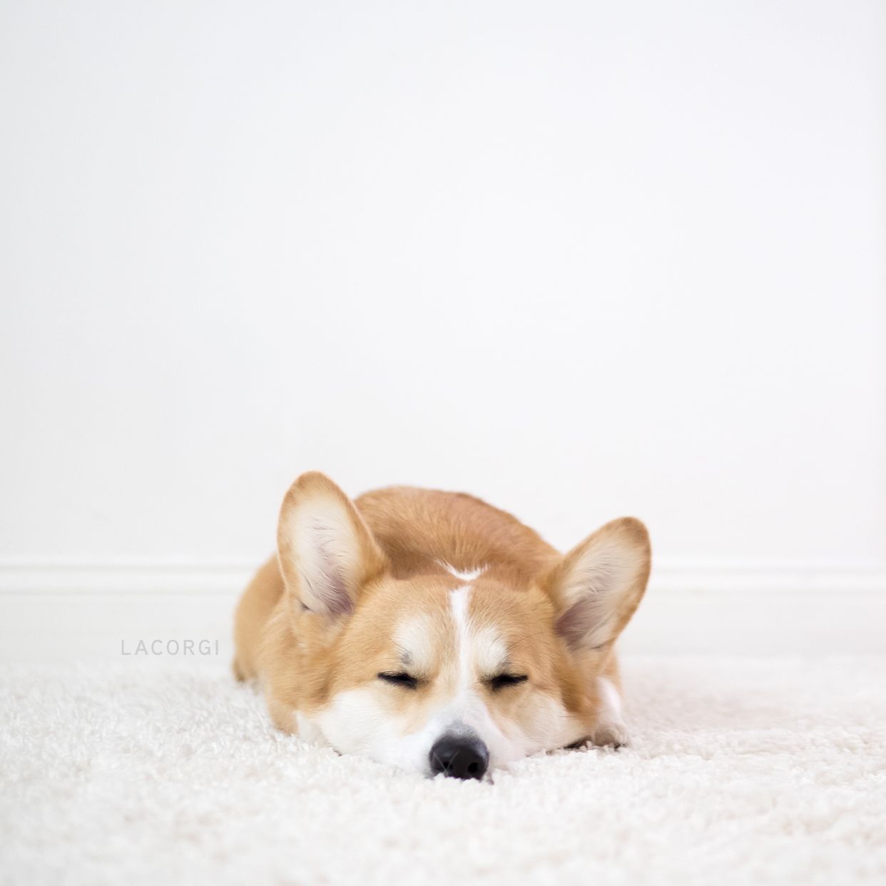 Corgi Iphone Wallpapers