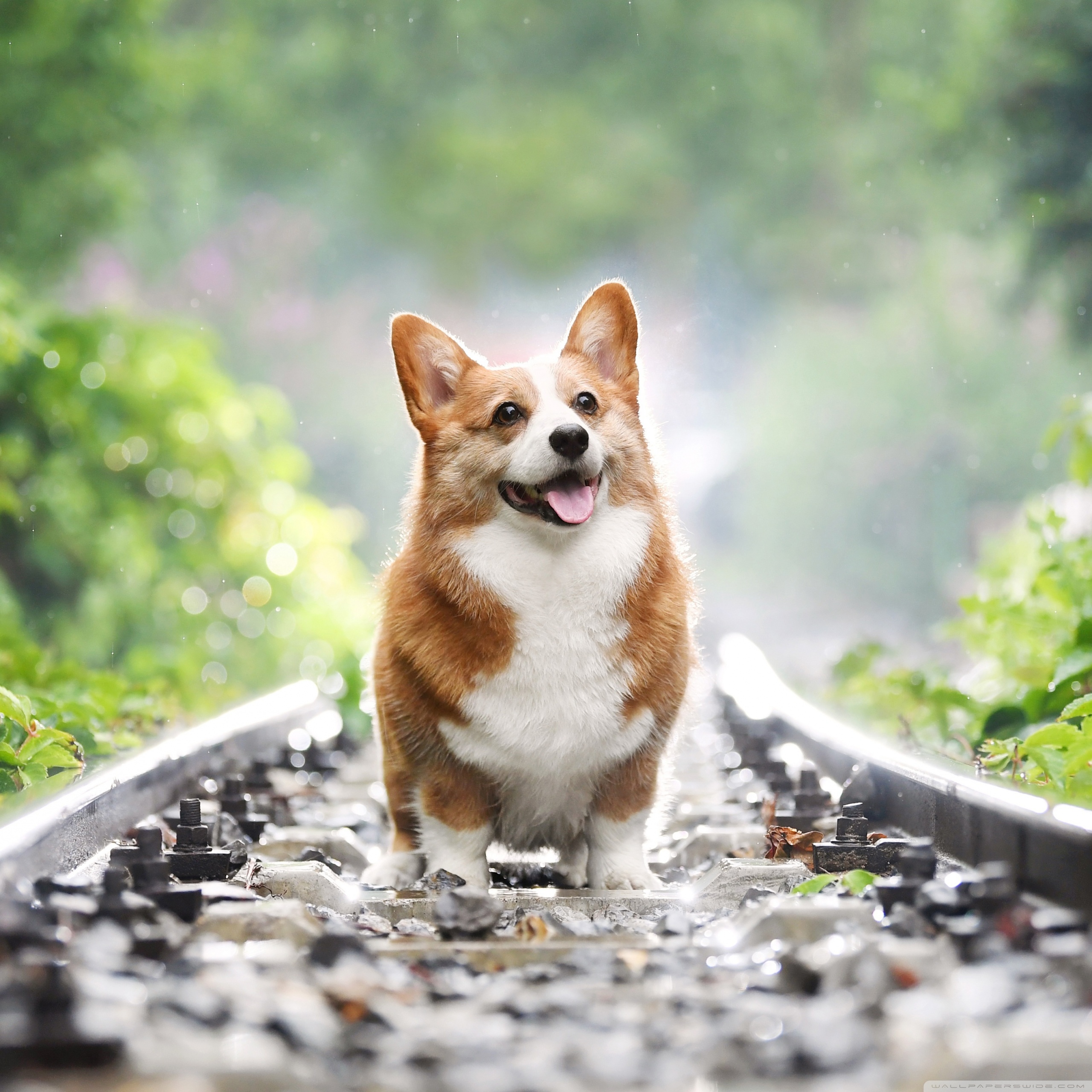 Corgi Iphone Wallpapers