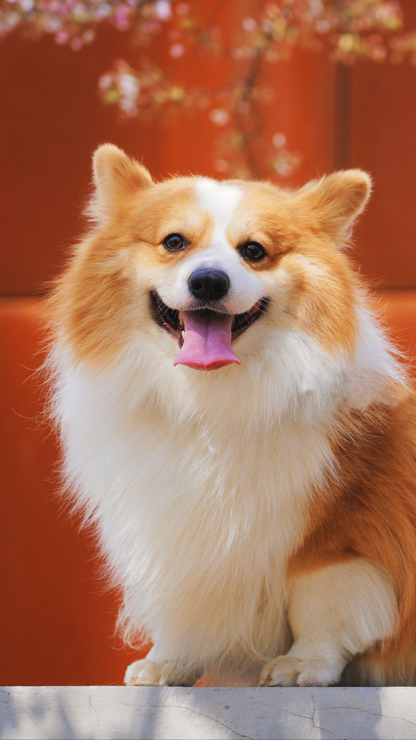 Corgi Iphone Wallpapers