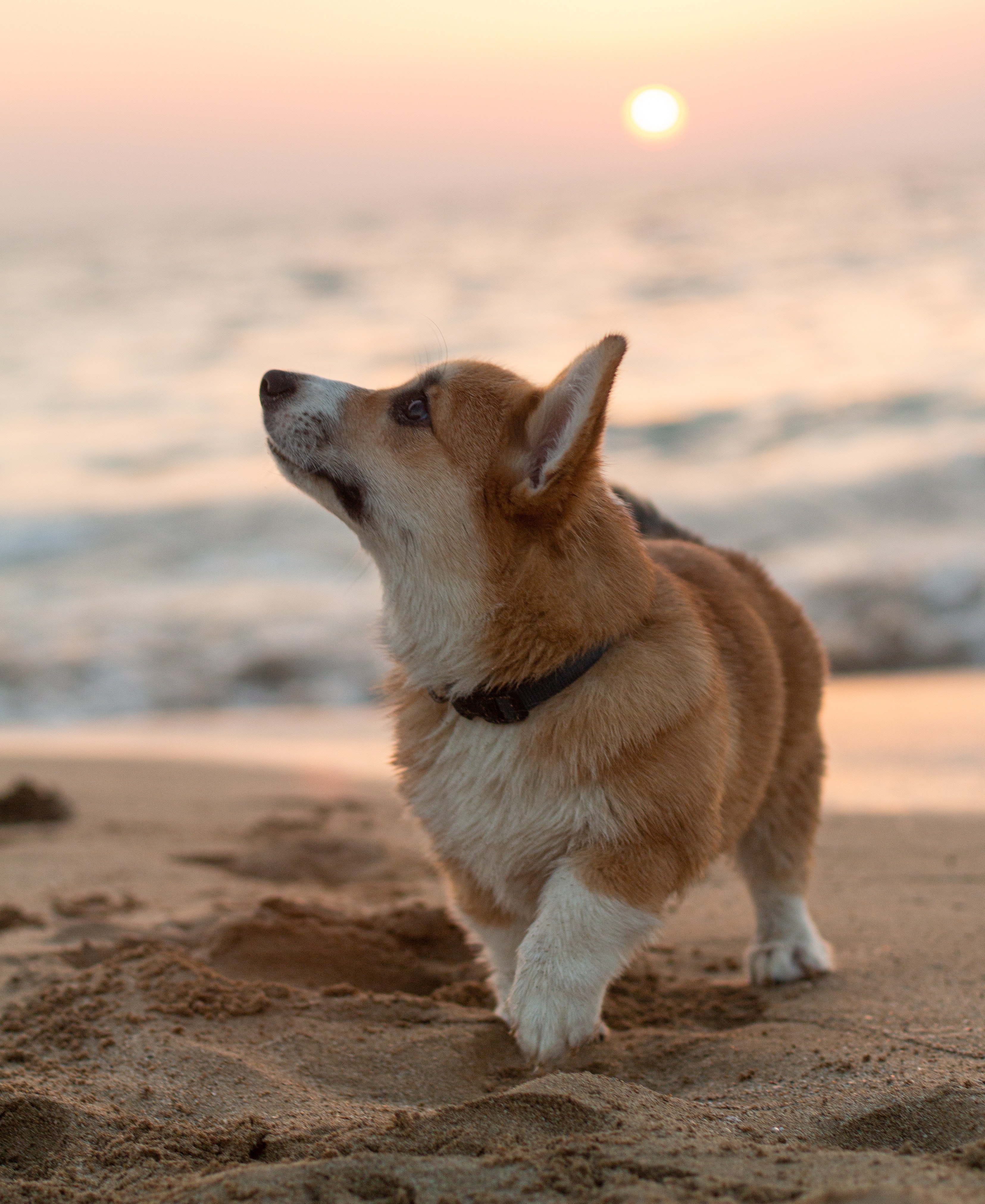 Corgi Iphone Wallpapers