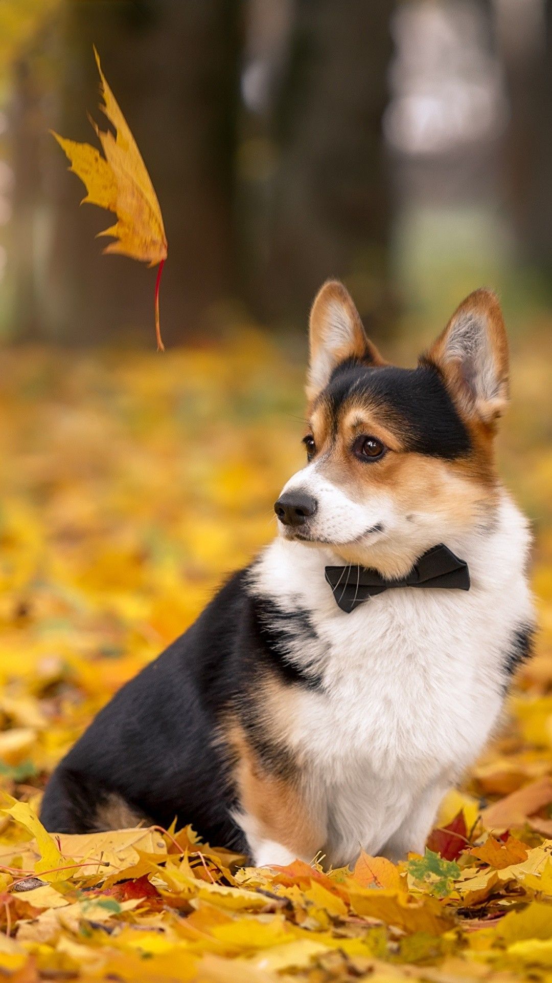 Corgi Iphone Wallpapers