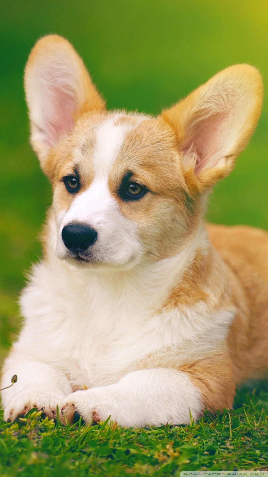 Corgi Iphone Wallpapers