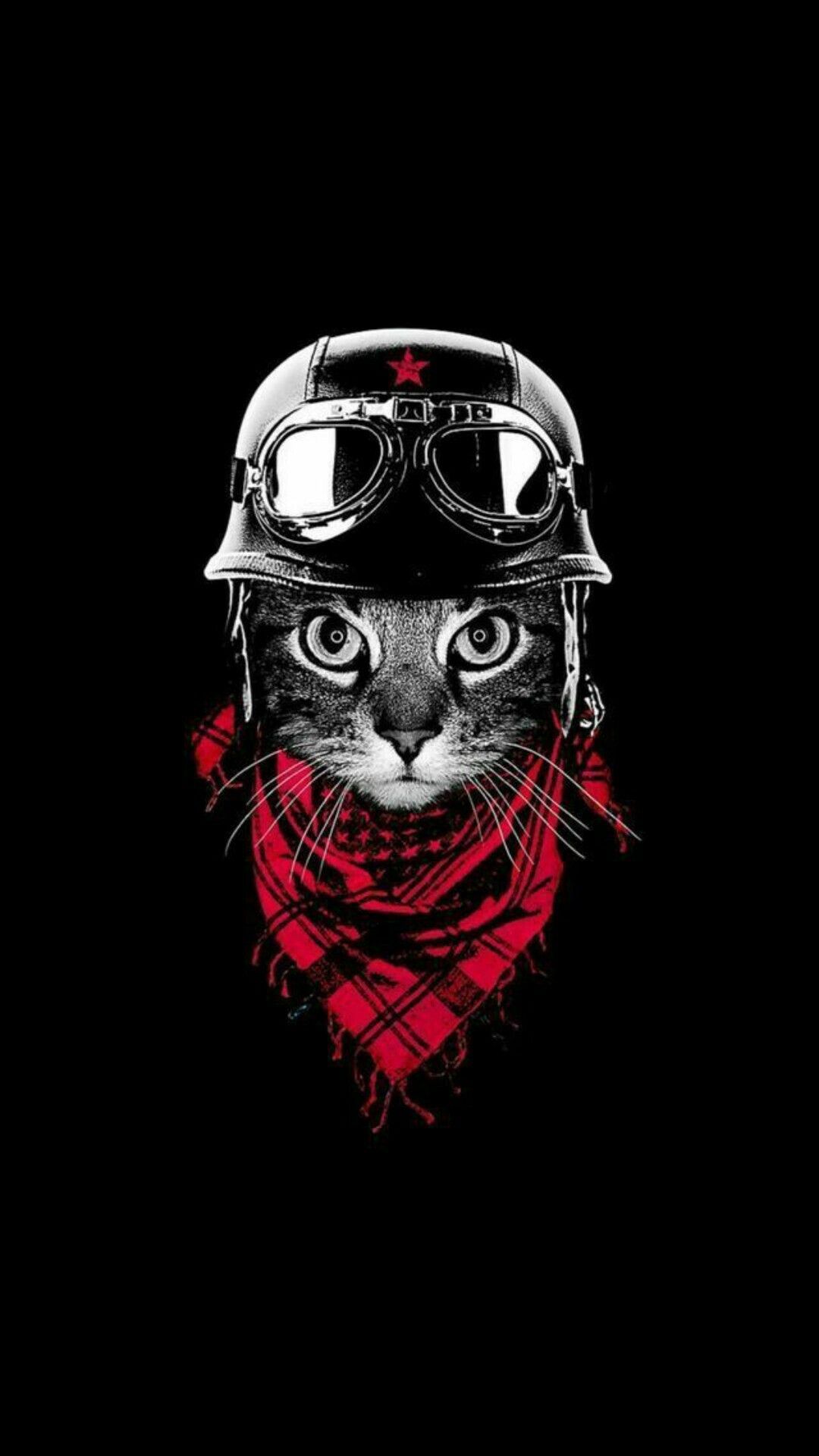 Crazy Cat Wallpapers