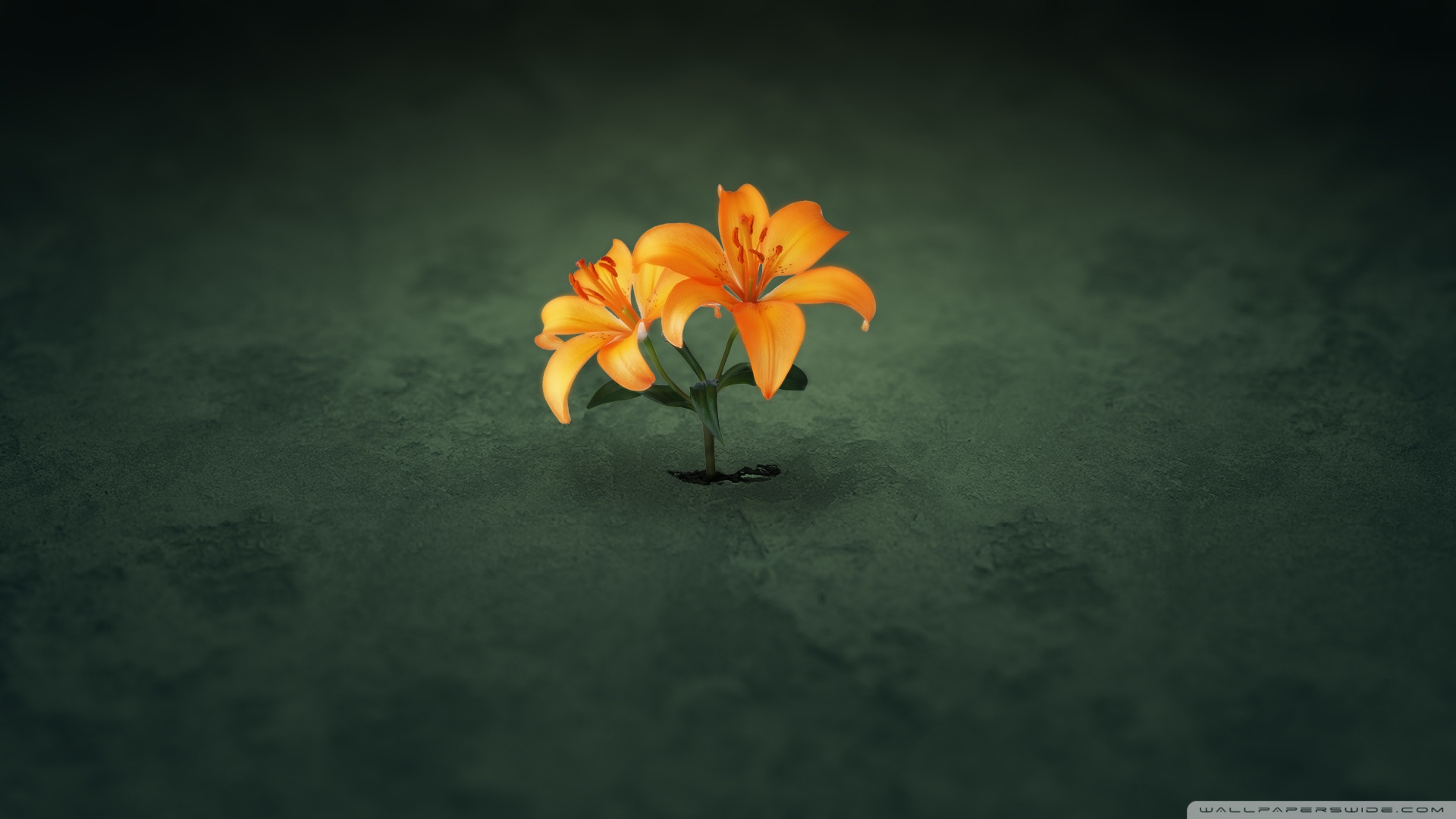 Creative Flower Wallpapers