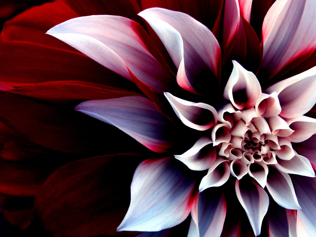 Creative Flower Wallpapers