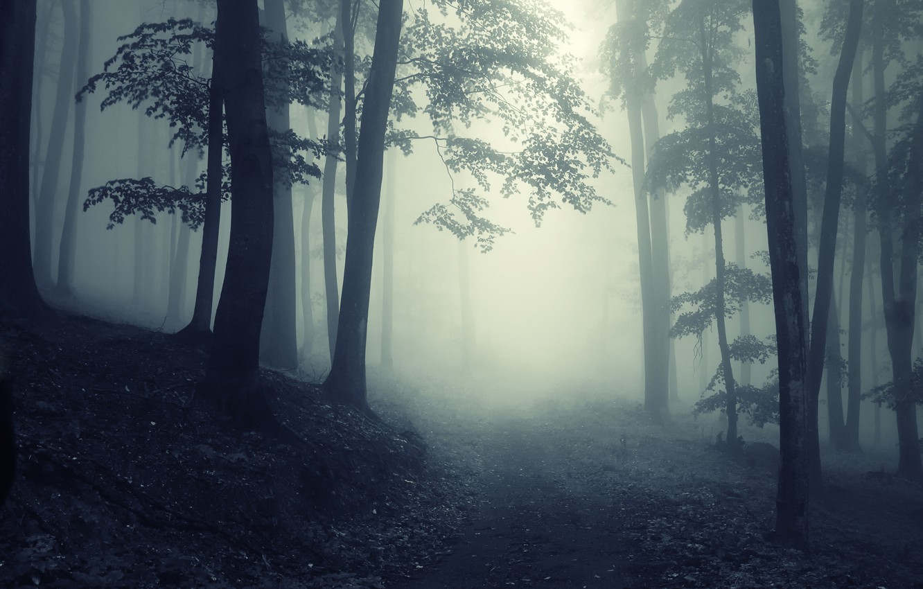 Creepy Foggy Forest Wallpapers