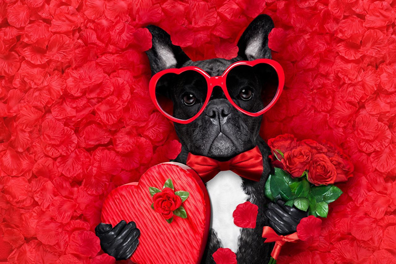 Cute Animal Valentines Day Wallpapers