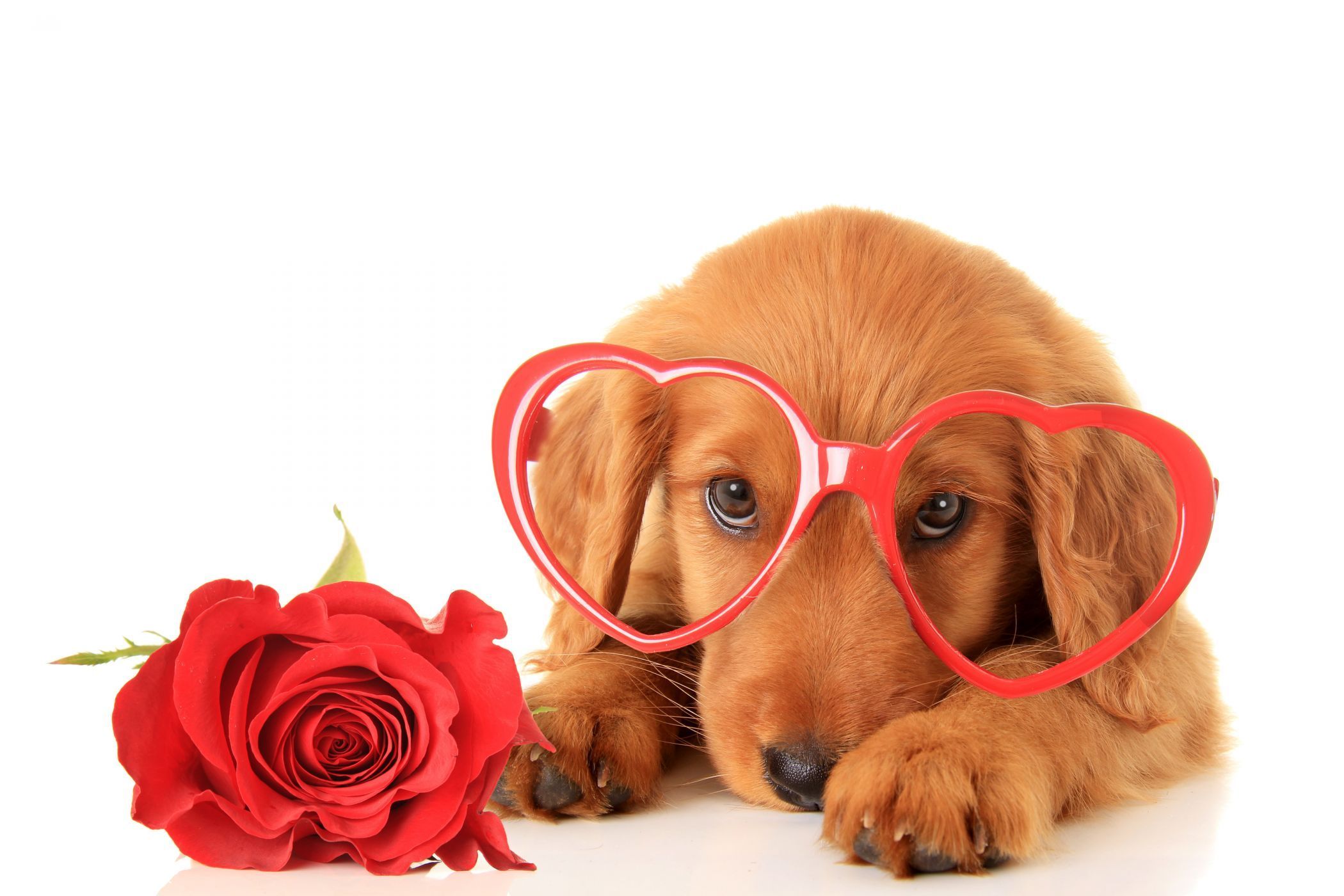 Cute Animal Valentines Day Wallpapers