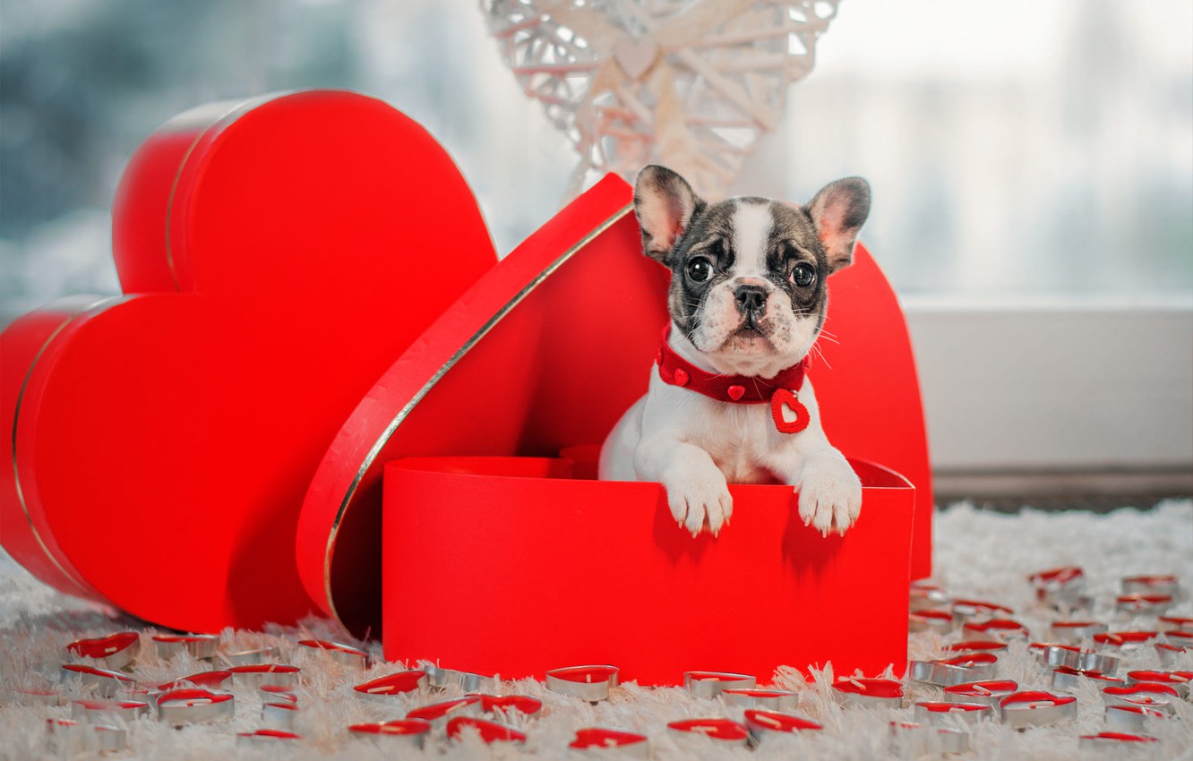 Cute Animal Valentines Day Wallpapers