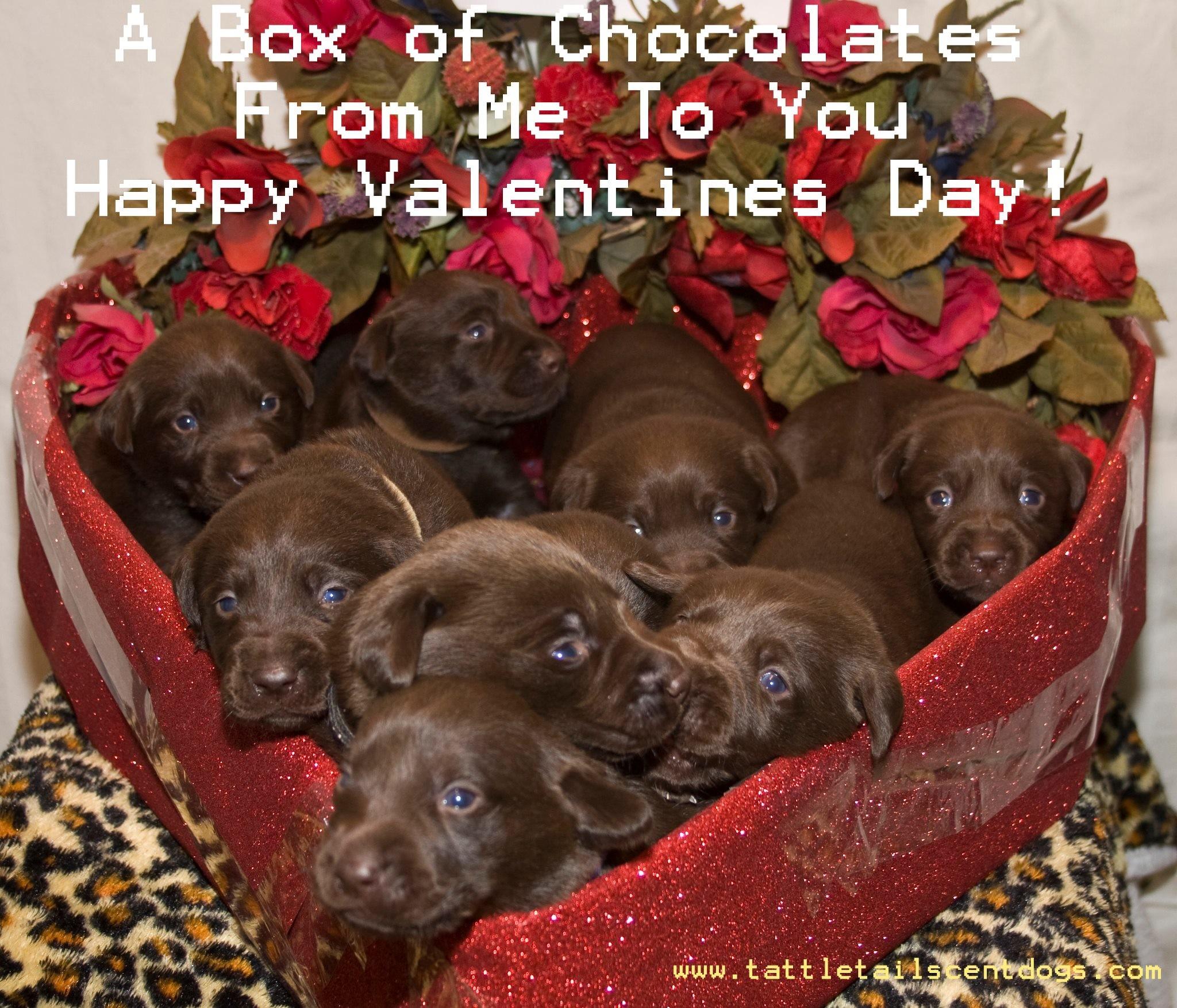 Cute Animal Valentines Day Wallpapers