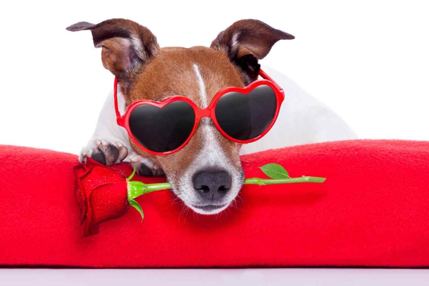 Cute Animal Valentines Day Wallpapers