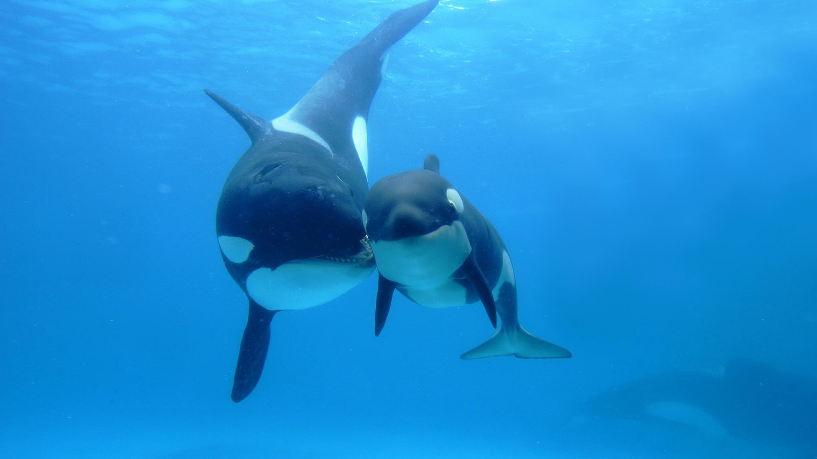 Cute Baby Orca Wallpapers