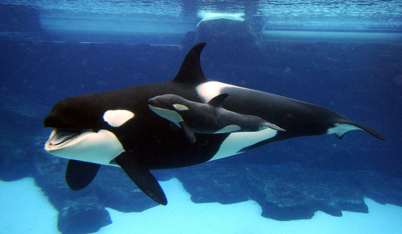 Cute Baby Orca Wallpapers