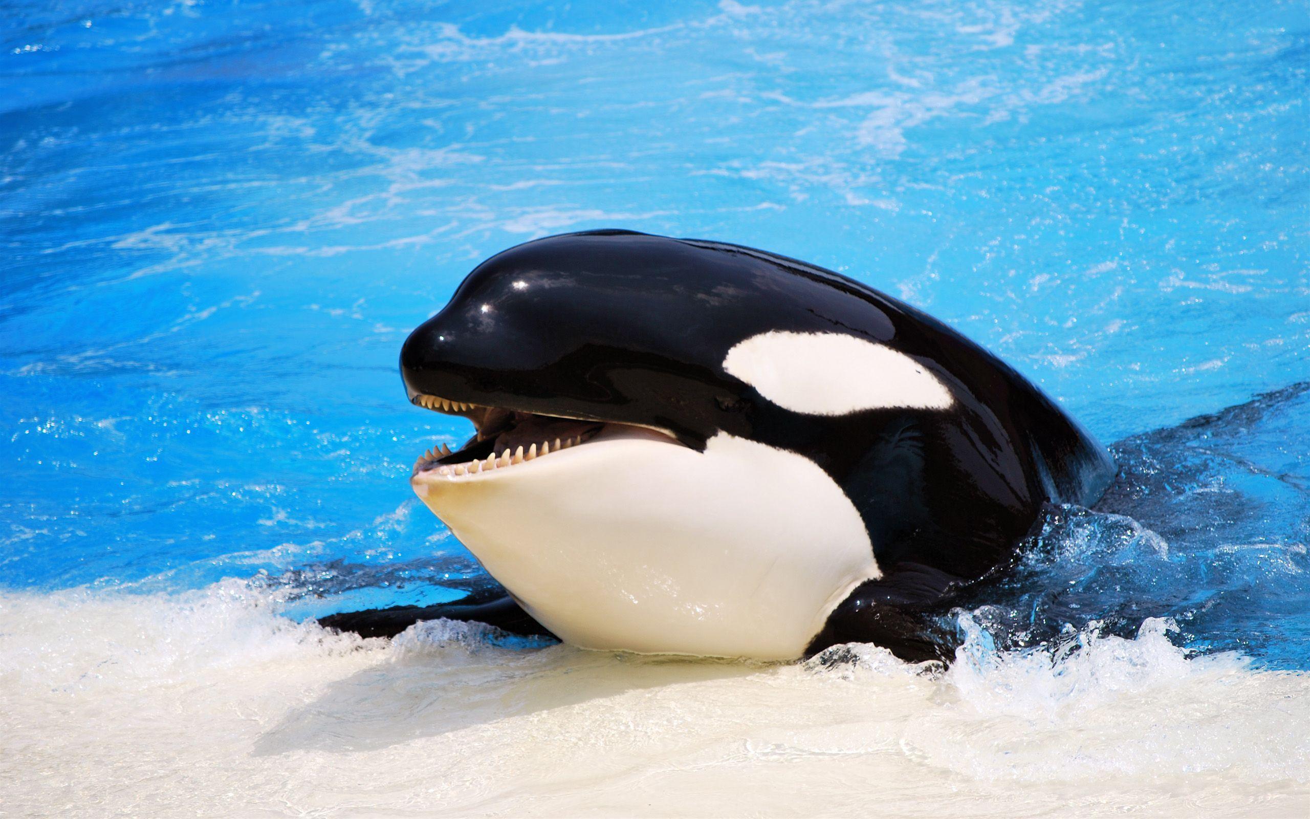 Cute Baby Orca Wallpapers