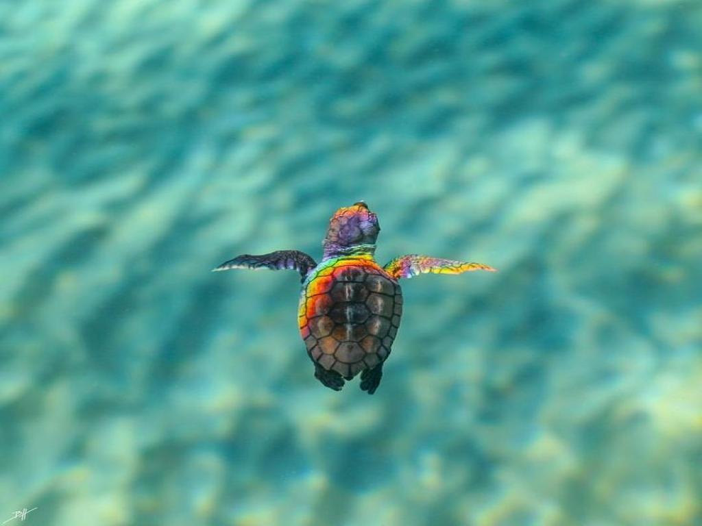 Cute Baby Sea Turtle Wallpapers