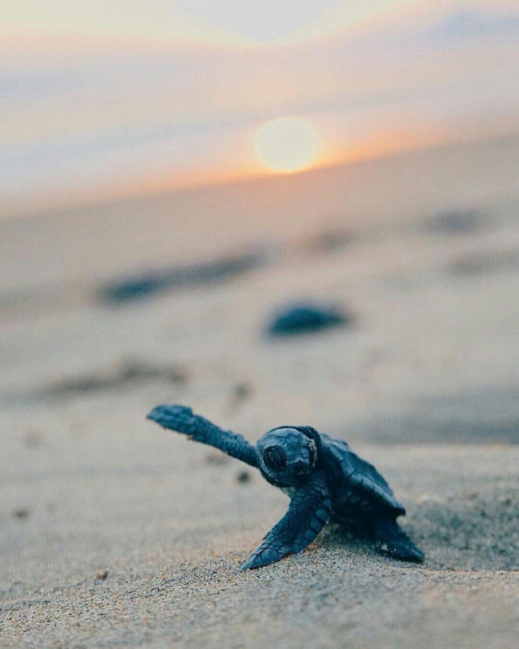 Cute Baby Sea Turtle Wallpapers